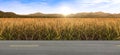 Rice field sky background. Wheat field morning sunrise yellow sunshine Royalty Free Stock Photo