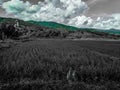 Rice field sky and cloud Royalty Free Stock Photo