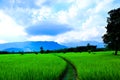 Rice field and sky