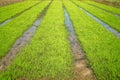 rice field with sky reflection Royalty Free Stock Photo