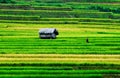 Rice field with small house in Y Ty, northern Vietnam Royalty Free Stock Photo