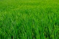 Rice field with a smooth green cover.