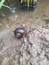 This rice field snail has a blackish shell or snail house.