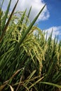 Rice field