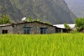 Rice field and a stone house in Nepal, Asia. Annapurna circuit trek. Royalty Free Stock Photo
