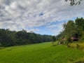 rice field is a suitable place to relax Royalty Free Stock Photo