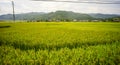 Terraced rice field in Northern Vietnam Royalty Free Stock Photo