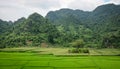 Rice field in Northern Vietnam Royalty Free Stock Photo