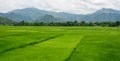 Rice field in Northern Vietnam Royalty Free Stock Photo