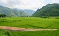 Rice field at the sunny day in Hoa Binh, Vietnam Royalty Free Stock Photo