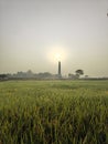 The rice field & sunrise & brick furnace trees morning dew looking beautiful Royalty Free Stock Photo