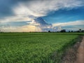 Rice field and sunset in the central district of Thailand, way of life of thai peuple, Bangkok, Thailand