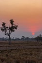 Rice field during sunset with colorful sky in summer Royalty Free Stock Photo