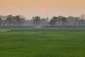 Rice field during sunset