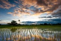 Rice field