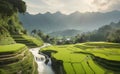 Rice field terrace with beautiful mountain background