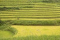 Rice field terrace with scarecrow Royalty Free Stock Photo