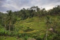 Rice field terrace at Ubud,Bali,Indonesia Royalty Free Stock Photo