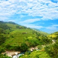 Rice field terraces