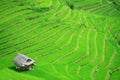 Rice field terraces