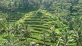 Rice field terraces Bali Royalty Free Stock Photo