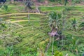 Rice field terraces with Coconut Palms in Bali