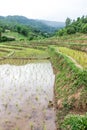 Rice field terraces in doi inthanon, Ban Mae Aeb Chiangmai Thai