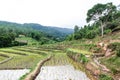 Rice field terraces in doi inthanon, Ban Mae Aeb Chiangmai Thai