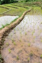 Rice field terraces in doi inthanon, Ban Mae Aeb Chiangmai Thai