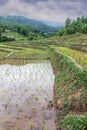 Rice field terraces in doi inthanon, Ban Mae Aeb Chiangmai Thailand