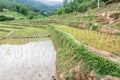 Rice field terraces in doi inthanon, Ban Sob Aeb Chiangmai Thai
