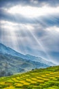 Rice field terraces with gorgeous blue sky