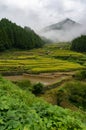 Rice field terraces of Youtsuya village, Japan Royalty Free Stock Photo