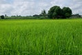 Rice field in Thailand Royalty Free Stock Photo