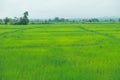 Rice field thailand green rice farm and asian farmer