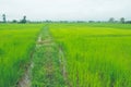 Rice field thailand green rice farm and asian farmer