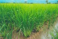 Rice field thailand green rice farm and asian farmer