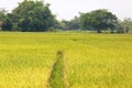 Rice field in Thailand