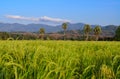 Rice field