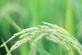 Rice field