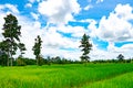 Rice field and tree with blue sky and clouds Royalty Free Stock Photo