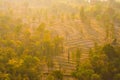 Rice field among trees