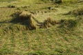 Rice field after the typhoon