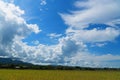 Rice field under blue sky. Field and sky with white clouds. Beauty nature background Royalty Free Stock Photo