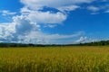 Rice field under blue sky. Field and sky with white clouds. Beauty nature background Royalty Free Stock Photo