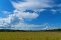 Rice field under blue sky. Field and sky with white clouds. Beauty nature background Royalty Free Stock Photo