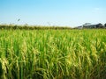 Rice field under the sun and clear blue sky.