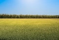Rice field under the sun and clear blue sky Royalty Free Stock Photo