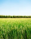 Rice field under the sun and clear blue sky Royalty Free Stock Photo