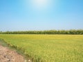 Rice field under the sun and clear blue sky. Royalty Free Stock Photo